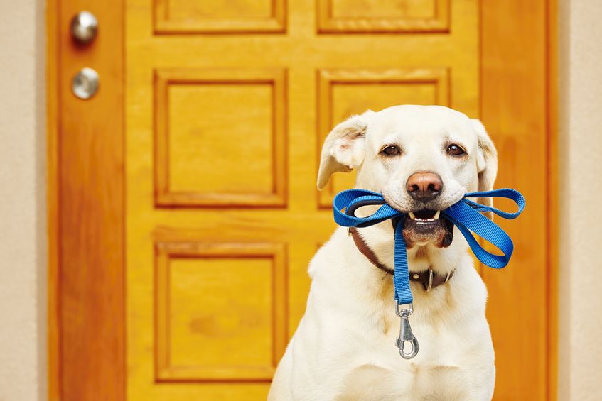 Potty Bell Training Techniques To Teach Your Dog Or Puppy