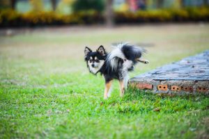 puppy peeing in yard | Ultimate Pet Nutrition