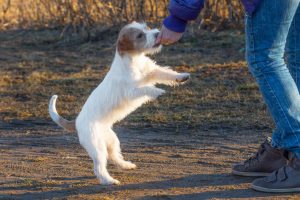 puppy treat | Ultimate Pet Nutrition