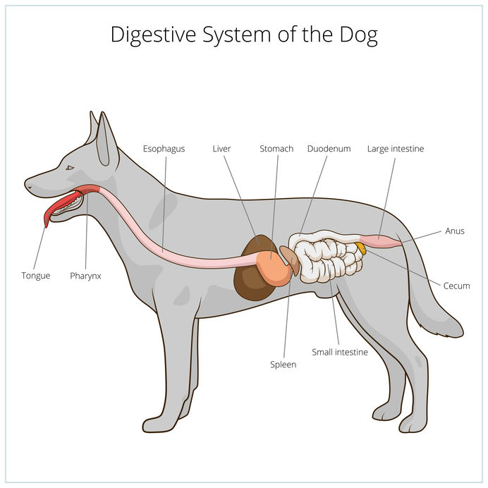 Dog Can't Poop | Ultimate Pet Nutrition