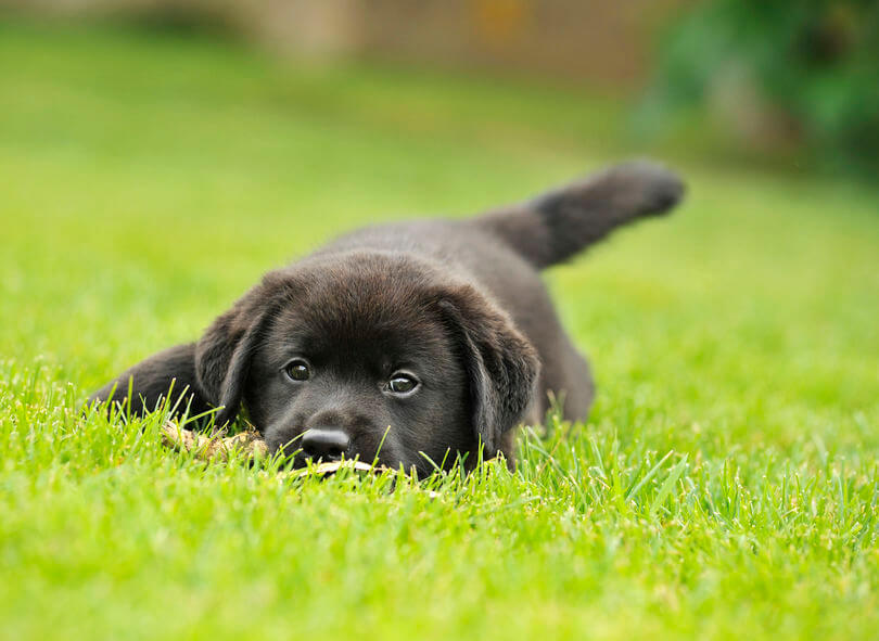 Labrador Puppy Training Tips And Guide