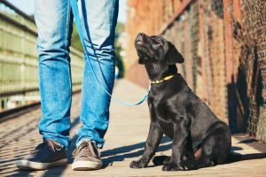 labrador on leash | Ultimate Pet Nutrition