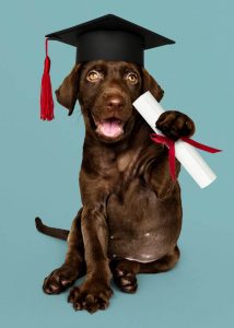 chocolate lab graduate | Ultimate Pet Nutrition