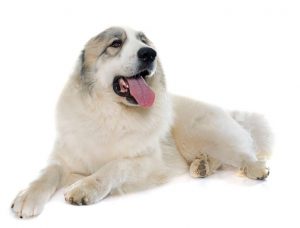 Great Pyrenees