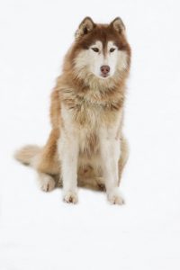 Alaskan Malamute