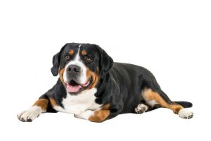 Greater Swiss Mountain Dog