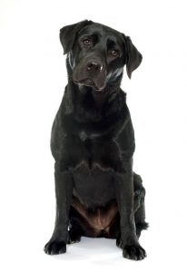 Labradore Retriever - Black Lab