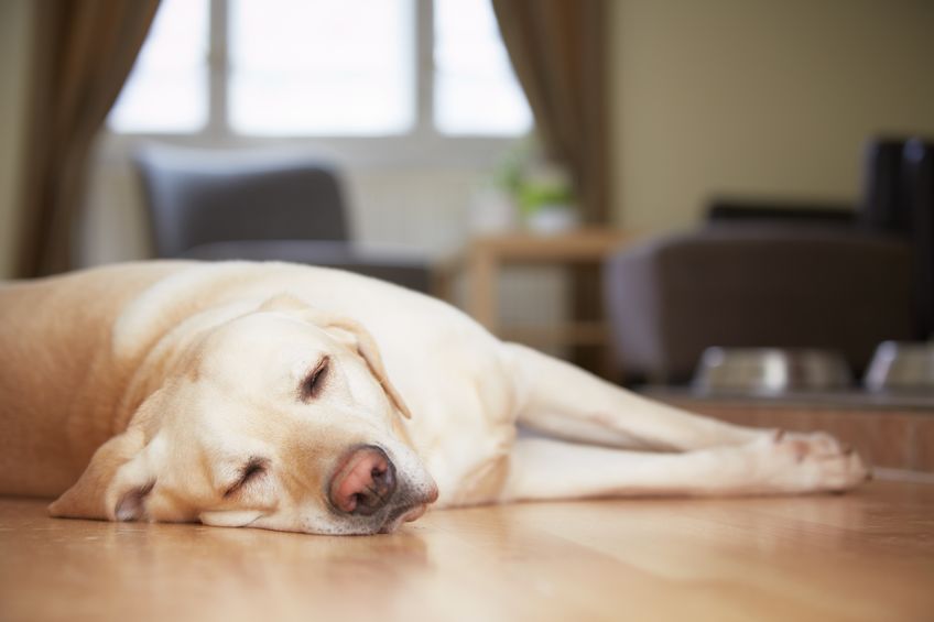 lethargic dog | Ultimate Pet Nutrition