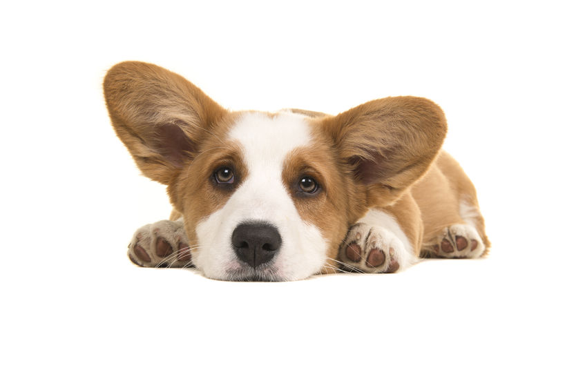 lethargic dog | Ultimate Pet Nutrition