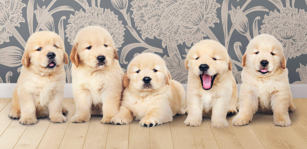 How To Start Training A Golden Retriever Puppy: Tips And Advice