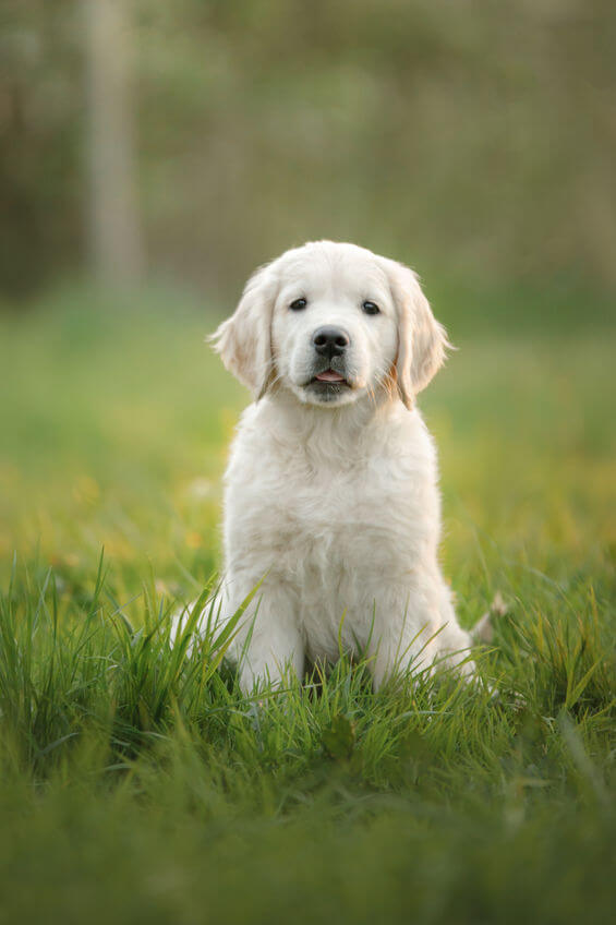 trained golden retriever puppies | Ultimate Pet Nutrition