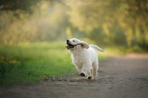 golden retriever running with stick | Ultimate Pet Nutrition