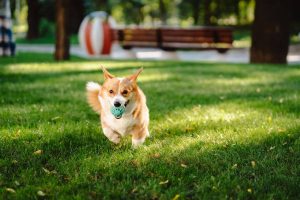 Welsh Corgi playing with his toy on lawn