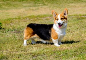 Cardigan Welsh Corgi