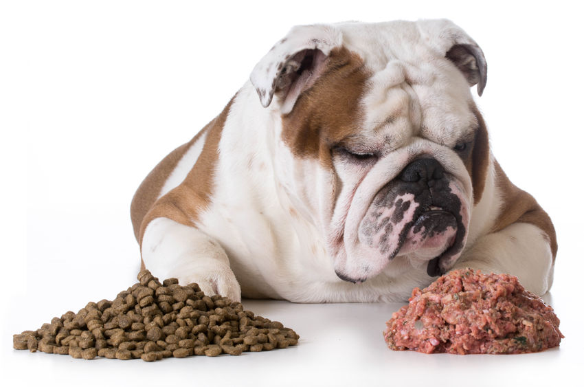 dog scratching | Ultimate Pet Nutrition