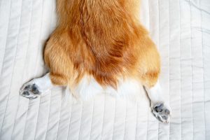 Back end of corgi resting on bed pad