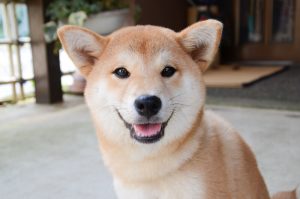 shiba inu dog | Ultimate Pet Nutrition