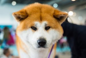 akita inu dog | Ultimate Pet Nutrition