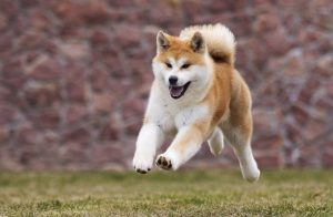 akita inu dog running | Ultimate Pet Nutrition