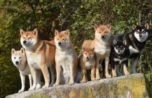 shiba inu pack of dogs | Ultimate Pet Nutrition