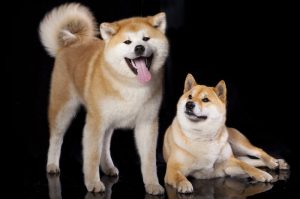 akita and shiba inu dogs | Ultimate Pet Nutrition