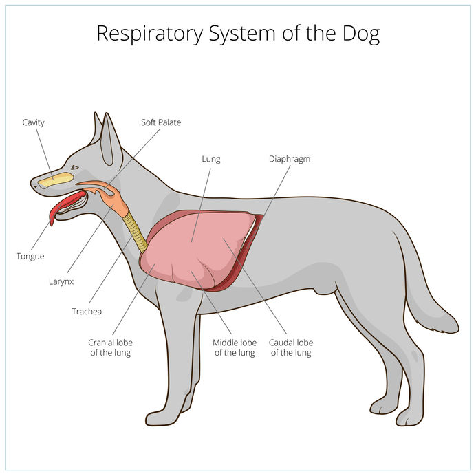 Dog Breathing Fast | Ultimate Pet Nutrition