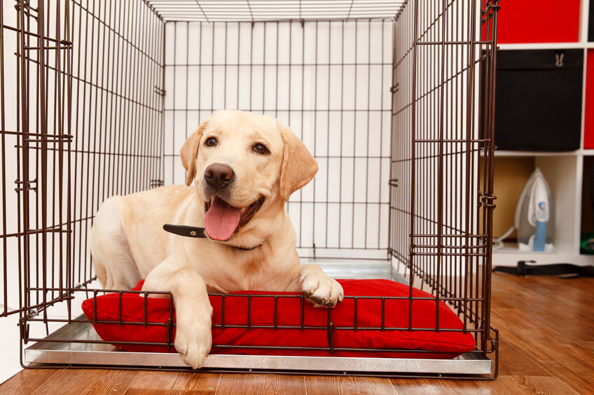 How To Stop Your Puppy Whining In Crate At Night