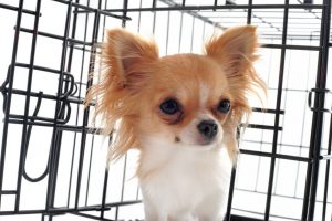 chihuahua in crate | Ultimate Pet Nutrition