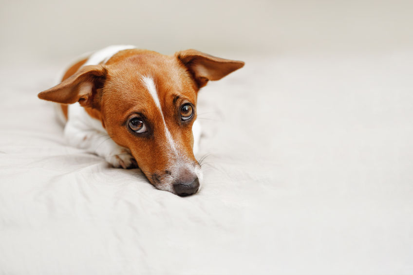 sad jack russell dog | Ultimate Pet Nutrition