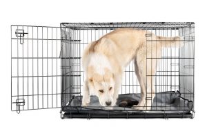 Alabai shepherd in crate | Ultimate Pet Nutrition