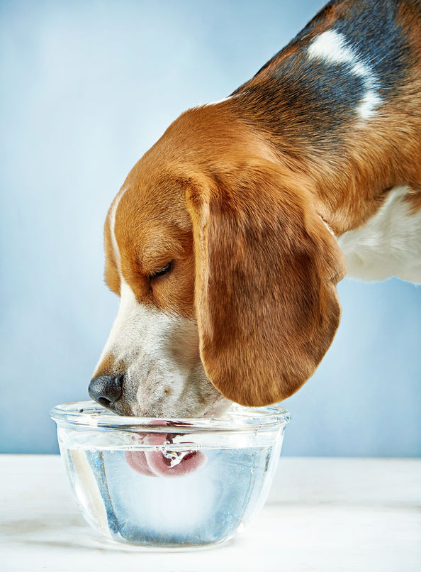 dog drinking from the toilet | Ultimate Pet Nutrition