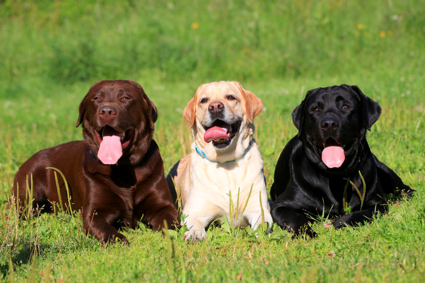 energetic dog breeds |Ultimate Pet Nutrition