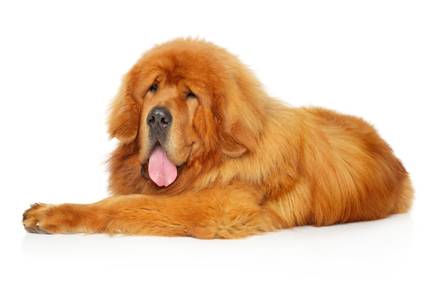 largest dogs in the world | Ultimate Pet Nutrition