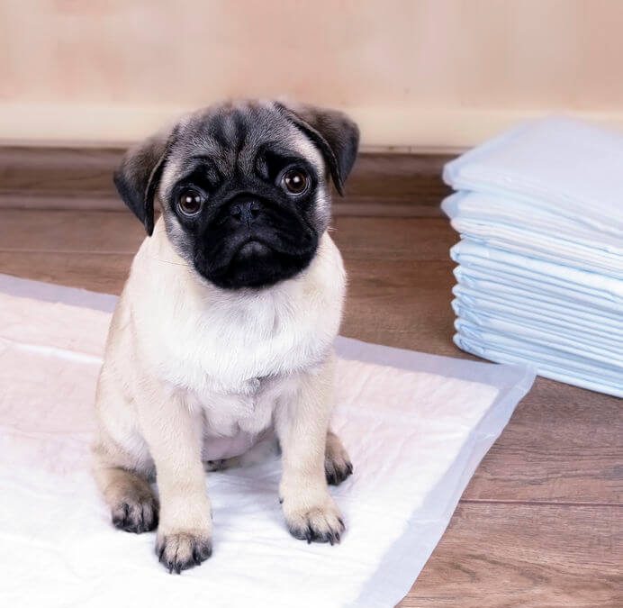 Puppy Pad Training: How To Housetrain Your Dog To Use A Potty Pad Or Pee Pad