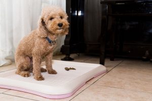 dog using potty pan | Ultimate Pet Nutrition