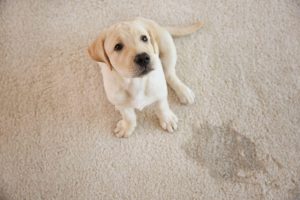 Puppy potty pads | Ultimate Pet Nutrition