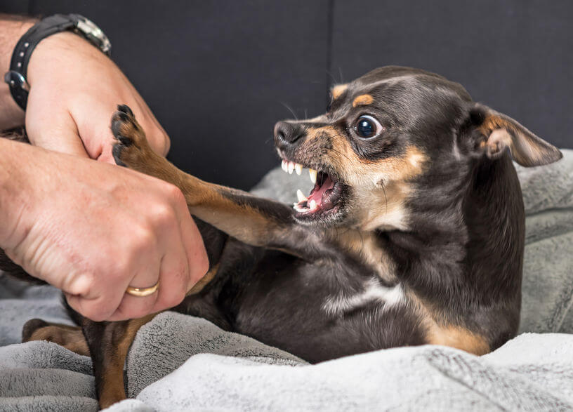 aggressive dog | Ultimate Pet Nutrition