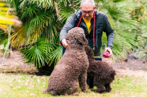 dogs with owner | Ultimate Pet Nutrition