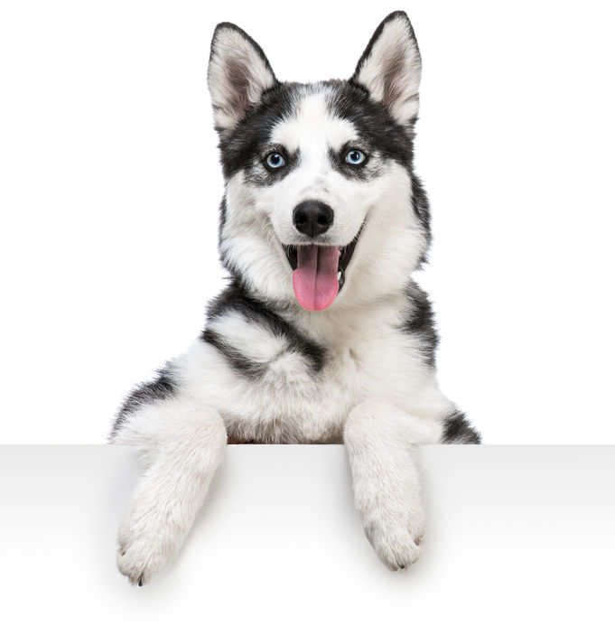 husky dog | Ultimate Pet Nutrition