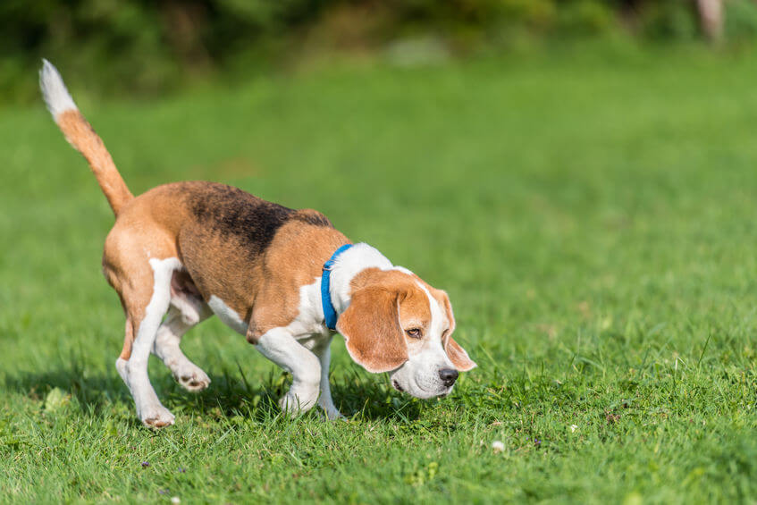 Nose Games That You Can Play With Your Dog