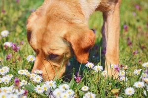 nose games | Ultimate Pet Nutrition