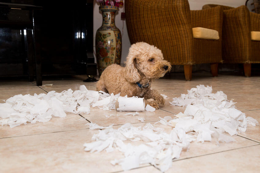 Breaking Bad Habits In Dogs: Tips For Pet Parents