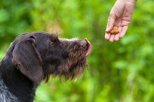 treats for dog | Ultimate Pet Nutrition