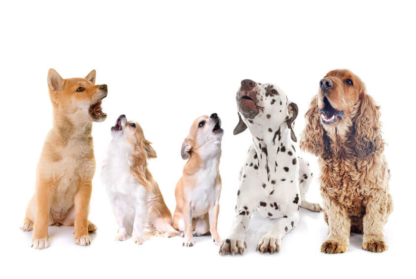 barking dogs | Ultimate Pet Nutrition