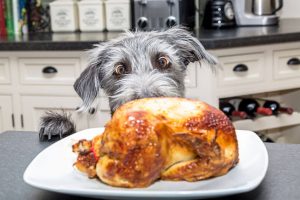 counter surfing dog | Ultimate Pet Nutrition