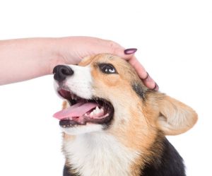 patting-dog | Ultimate Pet Nutrition