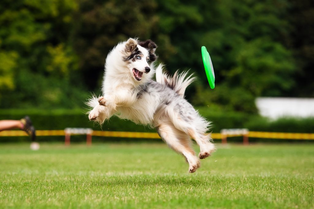 high energy dog breeds | Ultimate Pet Nutrition