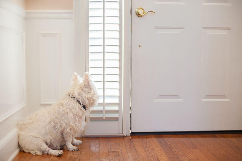 Help For Dog Parents: How To Stop Dog From Barking At Door