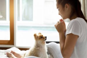 training treats | Ultimate Pet Nutrition