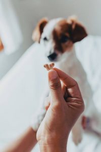 dog treat training | Ultimate Pet Nutrition